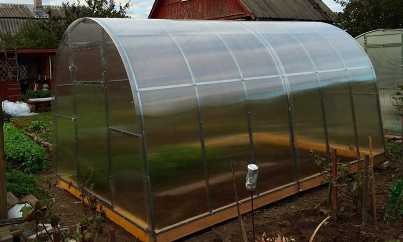 Novoladozhsky greenhouse plant - reviews and its products