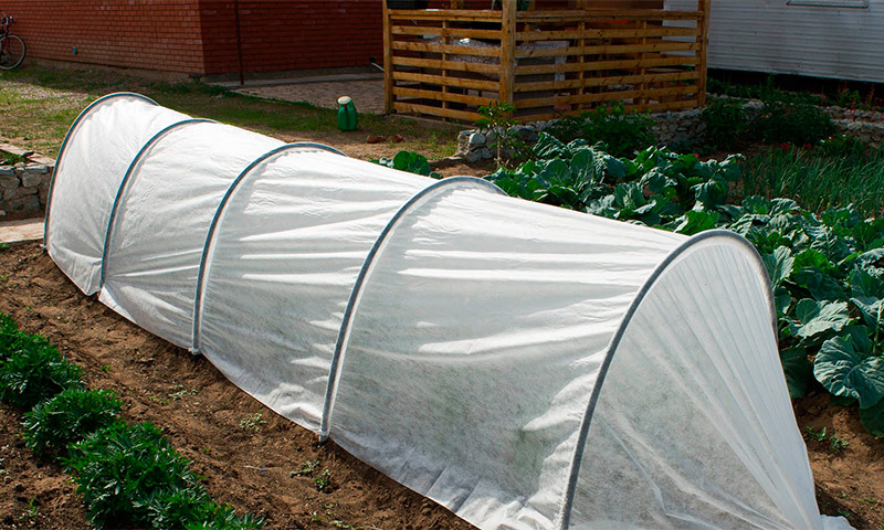 Hotbed Clover - reviews and recommendations of vegetable growers