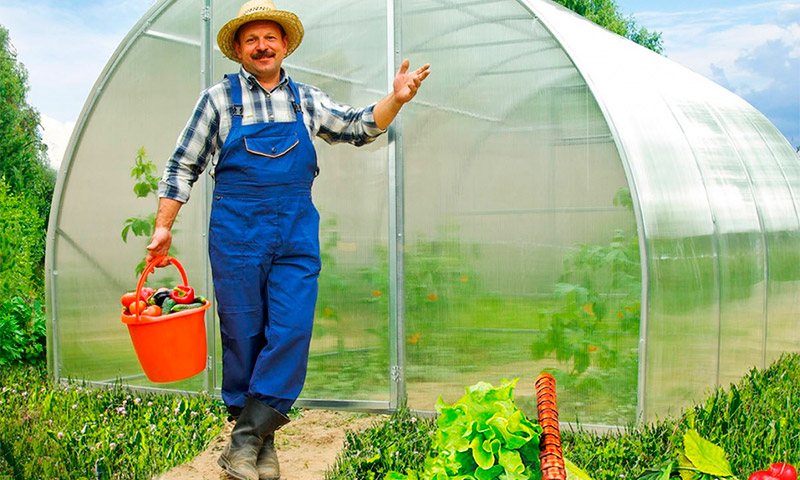 Greenhouse Orange - reviews and recommendations of summer residents