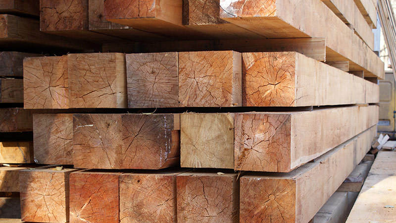 الأركس شجرة